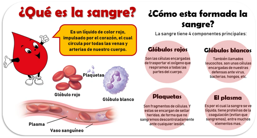 Qu Son Las Plaquetas Qu Son Las Plaquetas