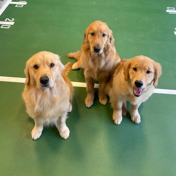 Trio of golden retrievers at grooming salon sitting on football-themed green rug. 
