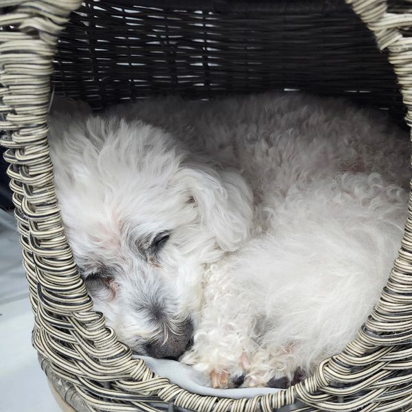 White puppy on the bucket