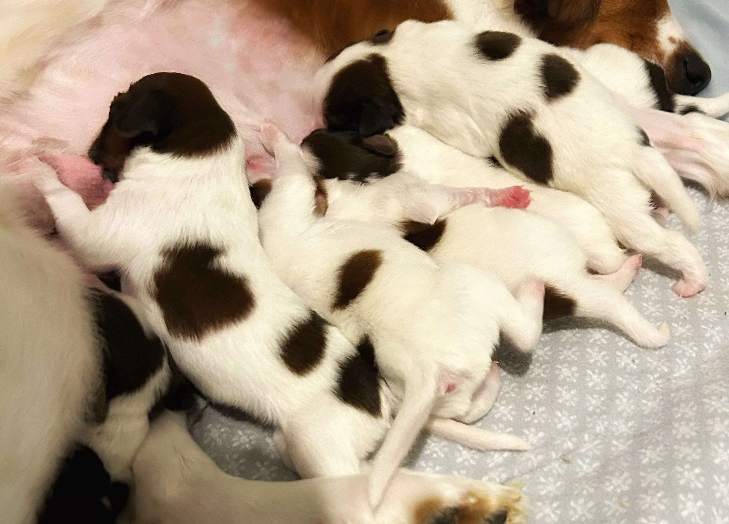 Puppies arrived 3/10/24
