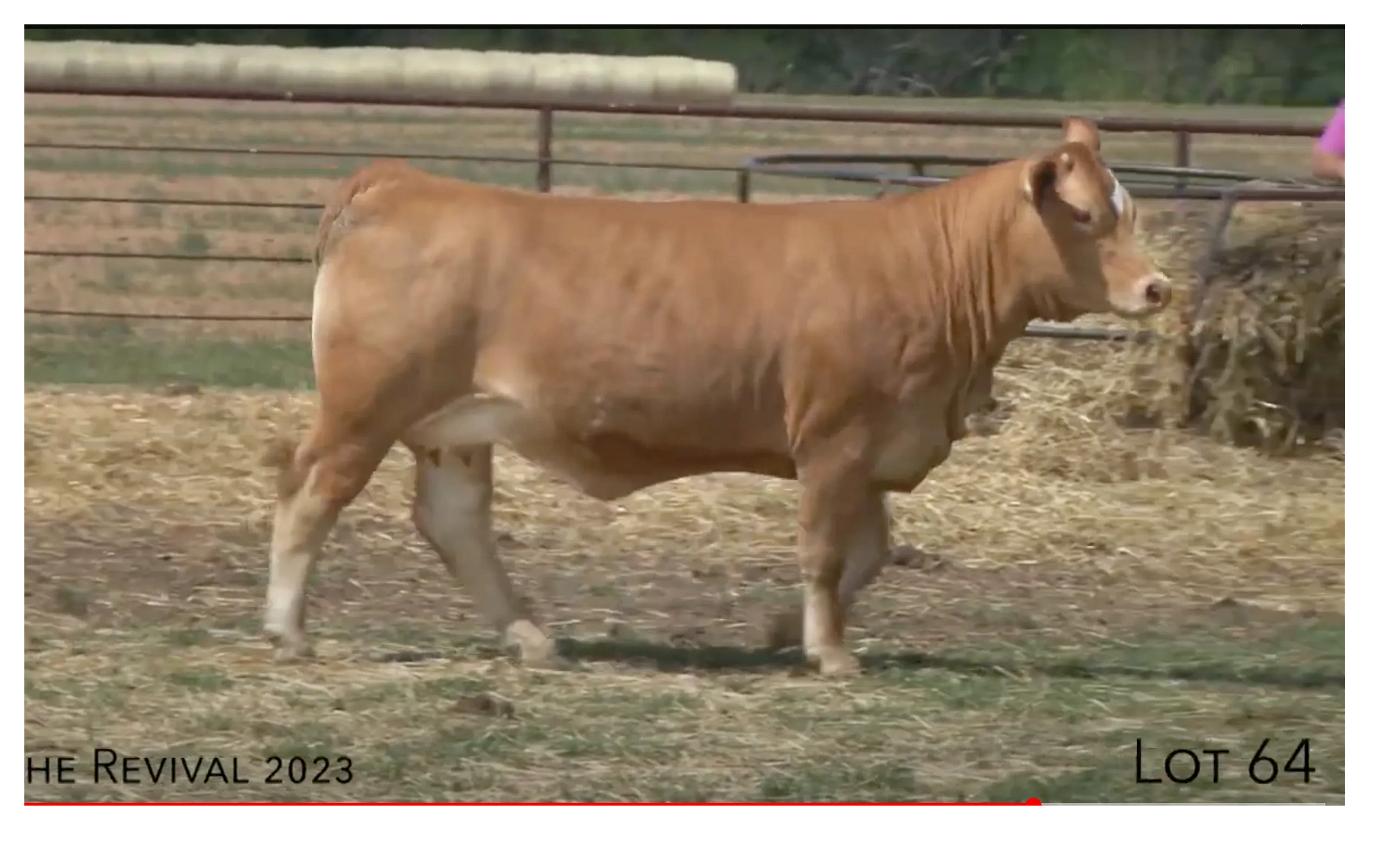 cattle sale Simbrah Braunvieh American cross Clubby bred heifer second high selling american