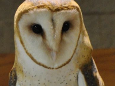 Close-up photo of the head of a barn owl.