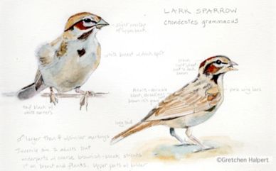 Two sample bird drawings by Gretchen Halpert. 