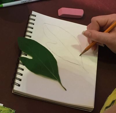 Photo showing someone making a pencil drawing of a leaf