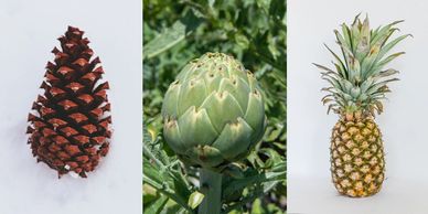 Three color photos, side-by-side, showing a pinecone, an artichoke, and a pineapple.