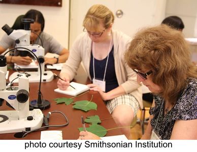 Photo of science teachers participating in the "Leaf Comparison" activity