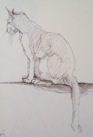 Cat, pen and ink