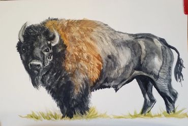 Bison, Watercolor