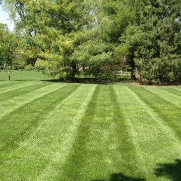 A lush, green lawn with neatly striped mowing patterns under tall trees.