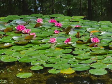 Water lilys at the pond.