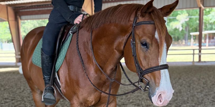 Horse with rider in an indoor arena.