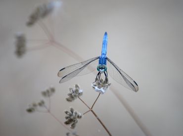 image77