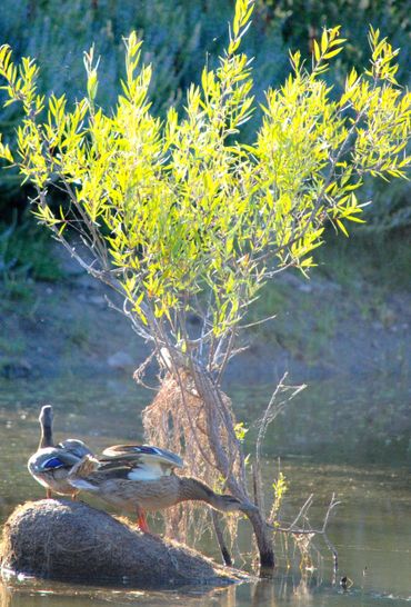 image96
