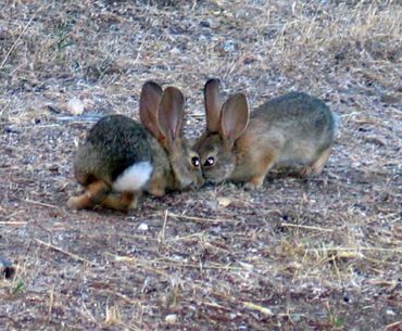 image347