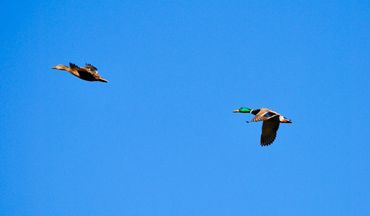 image87