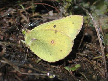 image117