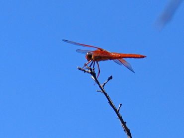 image79