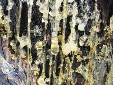 image66