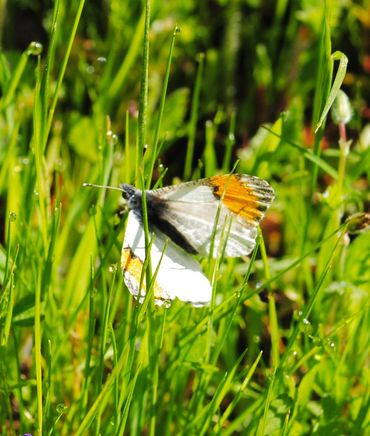 image68