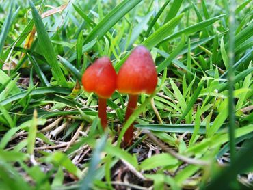image87