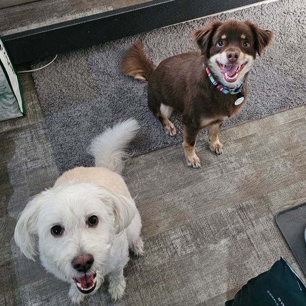 Two happy dogs looking up indoors near food bowls and a couch.