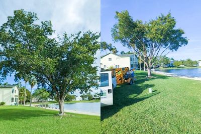 Over grown tree before and after trimming 