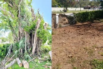 Decaying tree before after removal and stump grinding