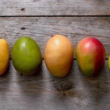 Fresh Mango Kesar, 4Kg - (approx. 180gm/pc) : : Grocery & Gourmet  Foods