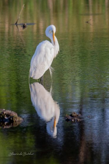 Great Egret Twist