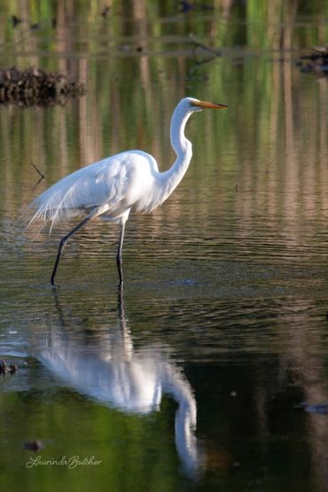 Great Egret Walk