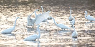 Egret Dance Party