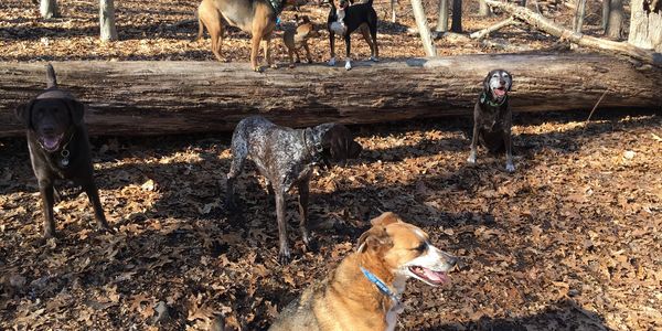 Happy Dogs taking a hiking break in the woods. 