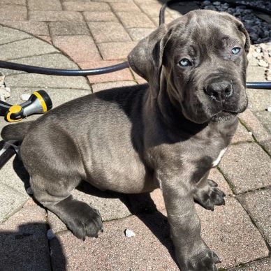 Puppy with blue eyes sitting on pavement.