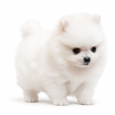 Cute fluffy white Pomeranian puppy.