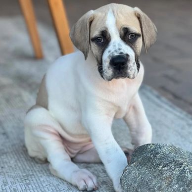 Cute puppy sitting next to a rock.