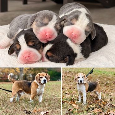 Four newborn puppies stacked together and two adult dogs named Tex and Kat outdoors.