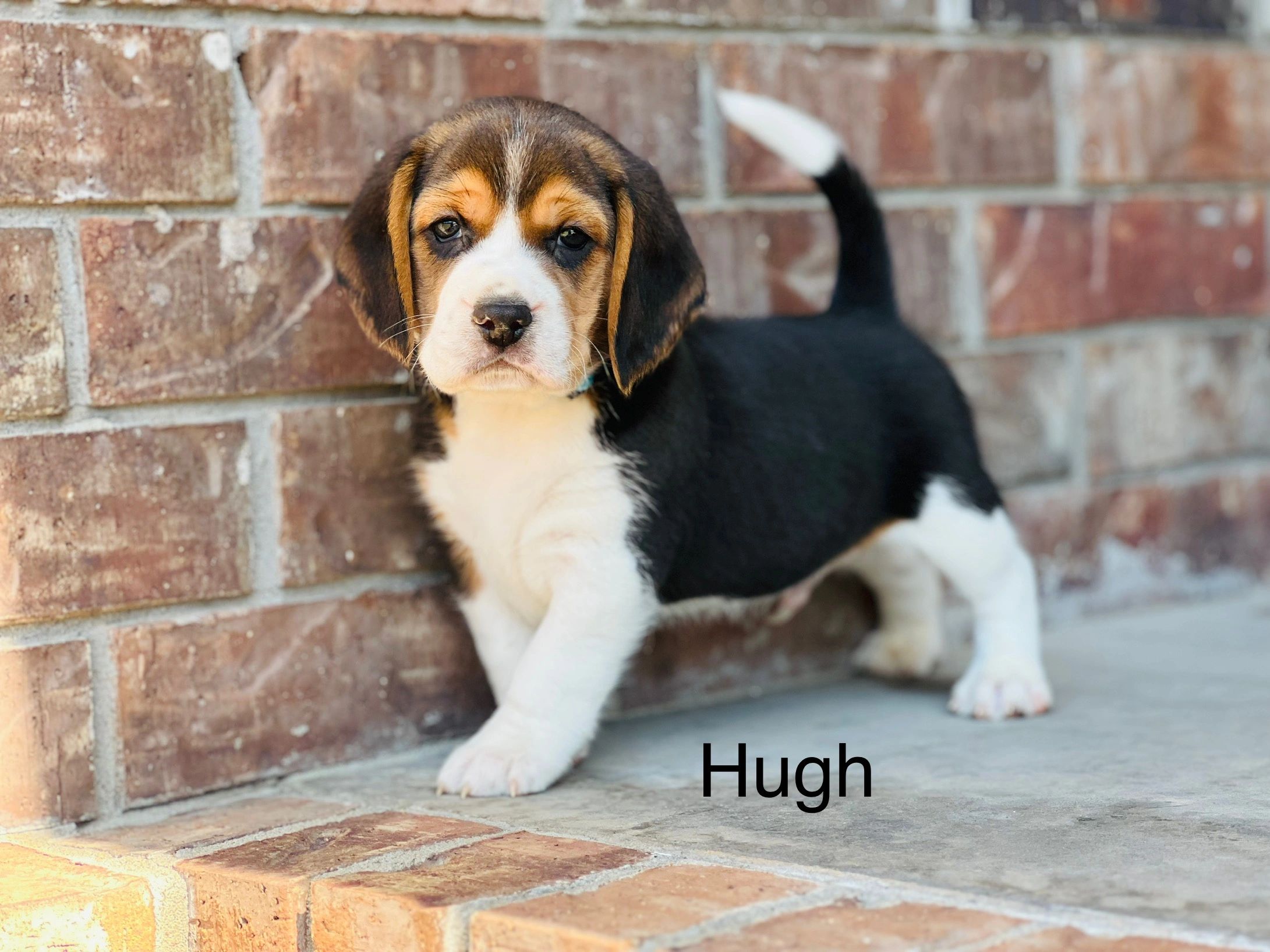 Dozens More Rescue Beagles Up For Adoption In Salem | Salem, MA Patch, image size:2181x1636