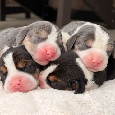 Four newborn puppies sleeping closely together on a soft blanket.