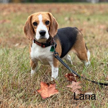 Beagle dog named Lana on a leash in a grassy field with fallen leaves.