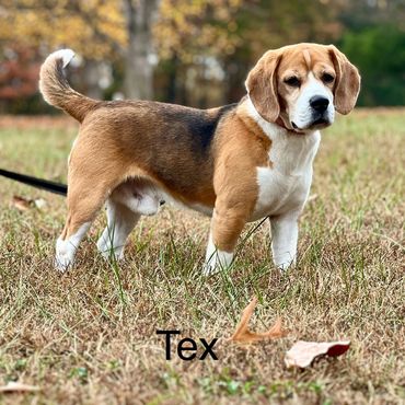 Beagle dog named Tex standing on grass outdoors.