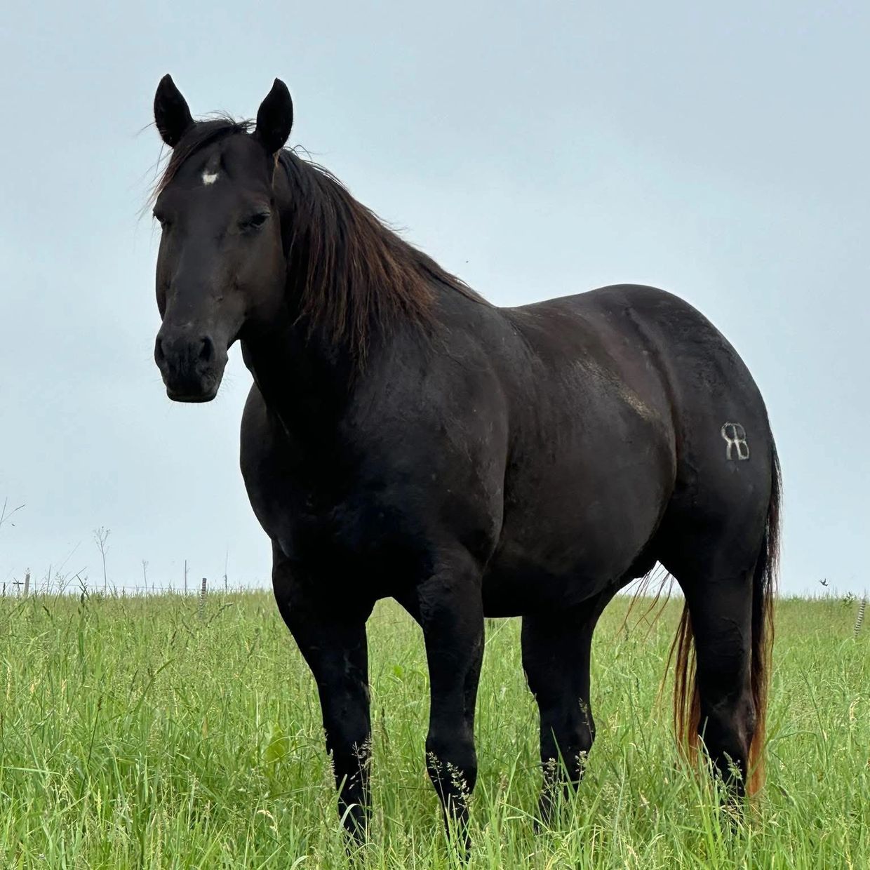 A black horse stands in a green grassy field under a cloudy sky.