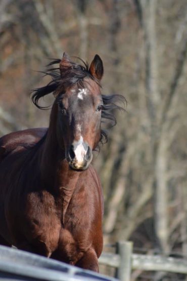 A majestic brown horse with a flowing mane outdoors.