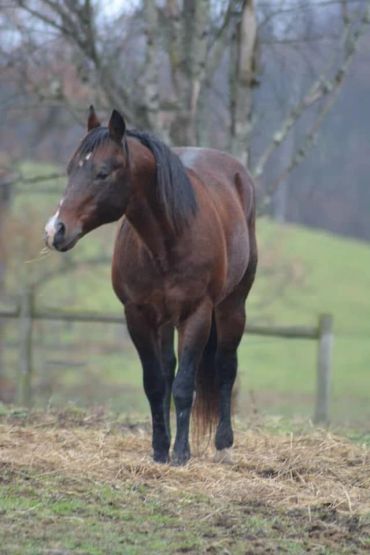 A brown horse standing on hay in a rural setting.
