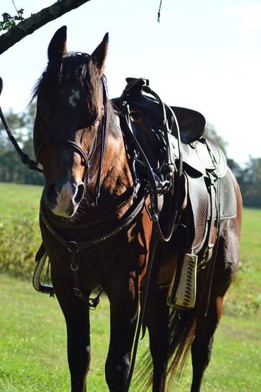 A brown horse with a black saddle stands in a grassy field.
