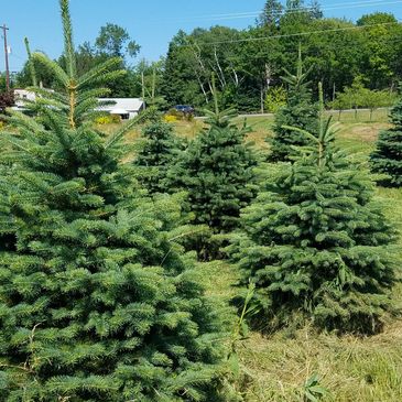 Come and pick out your  Tree and we can dig it for you