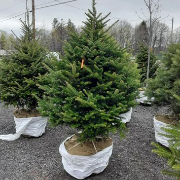 Come and pick out your tree and we can dig it for you