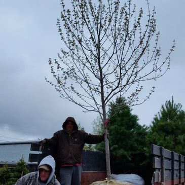  Come and pick out your tree and we can dig it for you 
