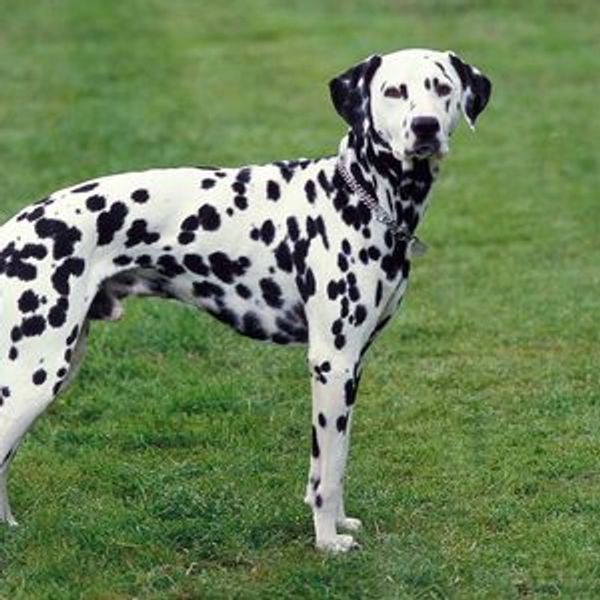 The Dalmatian is a breed of dog with a white coat marked with dark-coloured spots. Originally bred a
