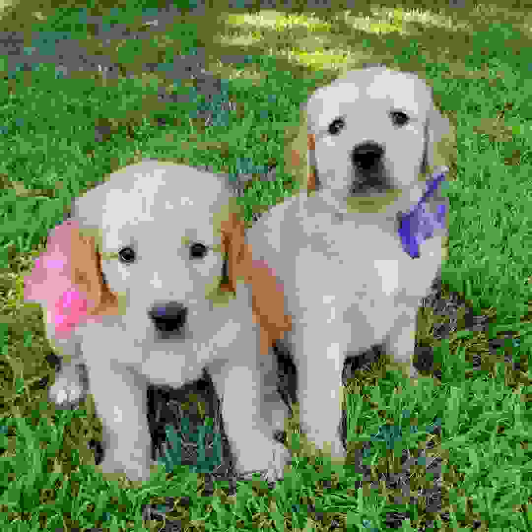 Payments Great Oaks Kennel