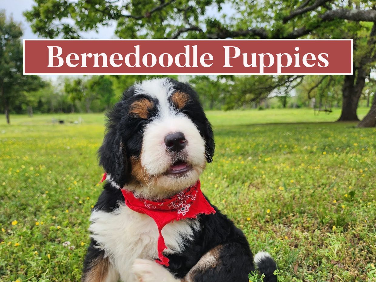 Bernedoodle puppies available in Oklahoma and Texas